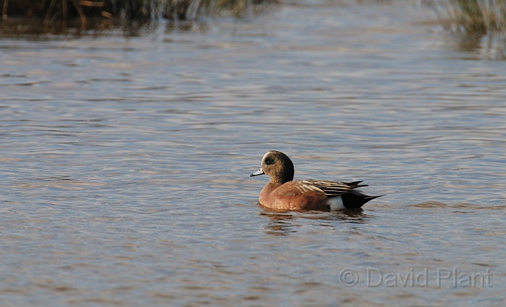 American wigeon male - E.jpg - American wigeon, male - Slimbridge